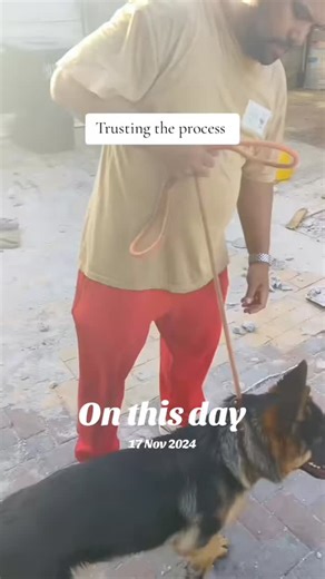 ARK training division: First mic drop! This is when the trust falls happens. Helper dog systems. #onthisday #k9noah | Ark Holistic Consulting K9 | Facebook