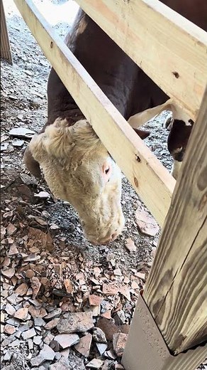 Rufus stress test extraordinaire #rufusthebull