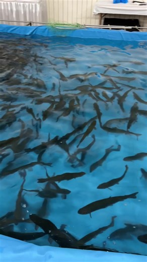 #sportsmensshow #portlandexpocenter #cascaderv #cascadervpdx #camping #hunting #fishing