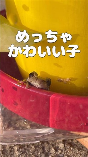 The baby tree frogs taking a bath had such big, round eyes; it was incredibly soothing!