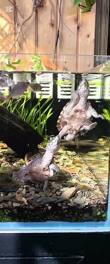 Fish and turtles can be kept together in an aquarium. Turtle food can also be given. #fish #turtle