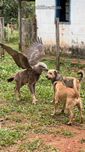 Raising a Hippogriff #hippogriff #cryptid #mystery #unexplained #wildlife