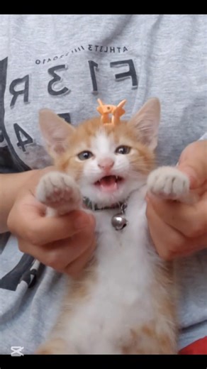 Meet My New Kitten 😻💃 She’s Doing This Dance SO Well! #KittenDance #CuteKitten