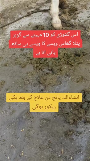 Mare Treatment Techniques You Should Know