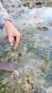 126K views · 2K reactions | Dito lang siguro sa aming lugar may maraming Bug-atan shell. | Ernalyn Ybañez Rubin | Facebook