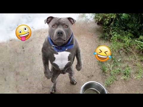 Funny Dogs Compilation – Best Dog Videos 2025 🐕🤣 #83