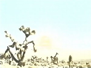 STRYKER 1983 VHS TRANSFER