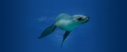 Swimming with Seals - SEA LIFE Sunshine Coast Aquarium