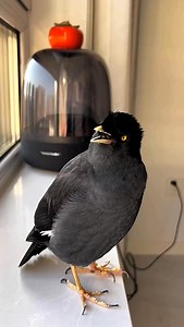 Amazing! Myna so talented 😍✨ #birds #animals #birdwatching #birdsarefine #birding #birdsbecometheessence #commonhillmyna #birdsspeak #birdssotalented #會說話的鳥 #singbird #love #reelsfb #breakbird | Daily Birds
