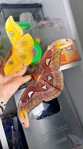 Who said moths aren’t pretty? Look at the colours on the two beauties, atlas and Tussar silk moths | Jumping spider & Moth life