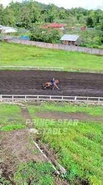 Latihan Pagi Pacuan Kuda Tompaso 22 November 2025 - Prince Star Stable #viral #viralshorts #horse