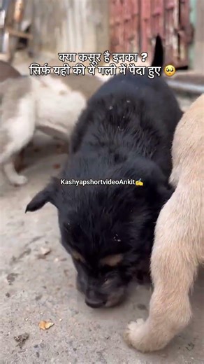 #india #travel #instagram #dog #butiful #doglover #viralvideo #viral