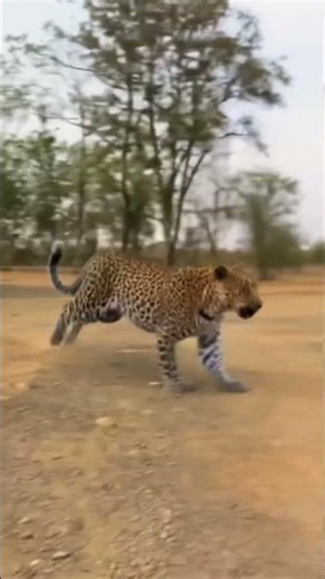 The leopard is running on the ground