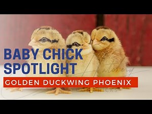 Golden Duckwing Phoenix Bantam Chicken Breed