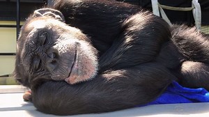 122K views · 1.2K reactions | Just like humans, chimpanzees love to nap. We can usually catch some of the sanctuary residents taking a quick snooze shortly after a meal. On this lazy Sunday, we captured some footage of a very sleepy Genesis. | Project Chimps | Facebook