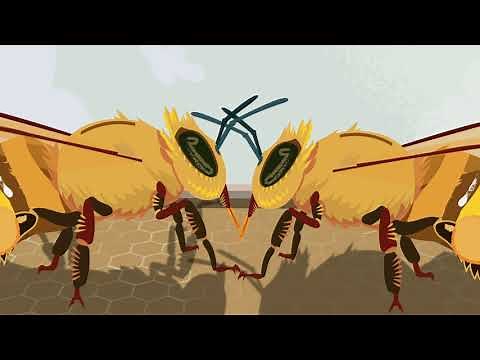 Round and Waggle Dance