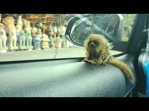 The smallest Cutest Marmoset Monkey Pet