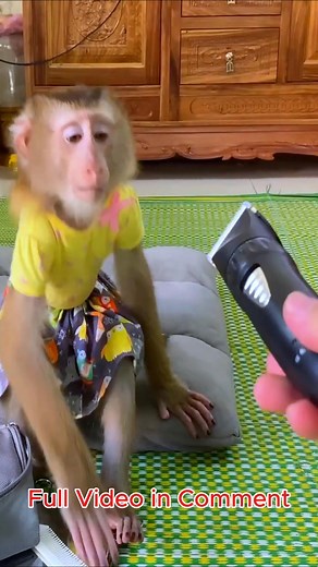 I'm giggling uncontrollably! When the cameraman doesn't assist Monkey Lyly in cutting her hair, she pouts....👉Full Video in Comments💬👀👇 | Monkey LyLy Famliy