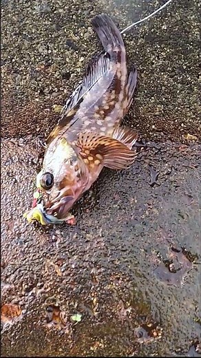 穴釣り。エサは現場調達のカサガイ