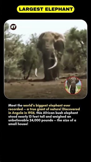 The Largest Elephant Ever Recorded — A 24,000-Pound Giant from Africa! 🐘🌍 #shortsfeed #wildlife