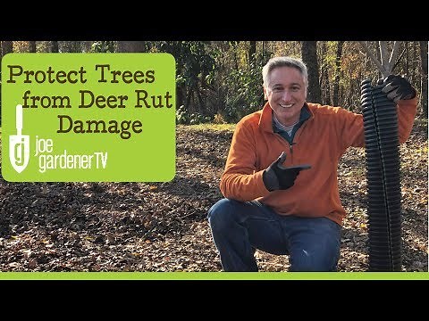 How to Protect Trees from Deer Rut Damage