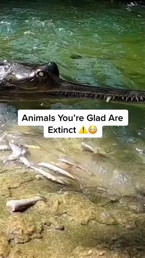 The last one 😰 #Animals #Scary #Extinct #AlexFunFacts #Viral #Fyp #LearnOnTikTok