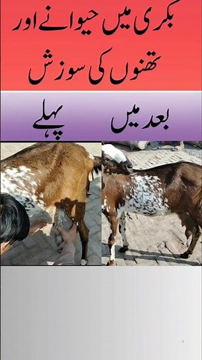 How to Treat Edematic Mastitis in Goat | #invincible #frlegends