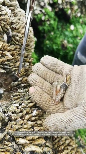 Tidepool Harvest: Prying Shellfish From the Rocks