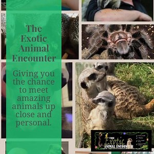The Exotic Animal Encounter - giving you the chance to meet amazing animals... School visits - tv and filming - corporate events- large and small shows - animal therapy - and much more visit us at www.theexoticanimalencounter.co.uk | The Exotic Animal Encounter