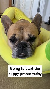 173K views · 7.5K reactions | Gus saw a behavioralist (who is also a...