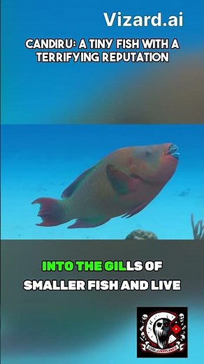 The Vampire Fish of the Amazon: Candiru - The Parasitic Menace