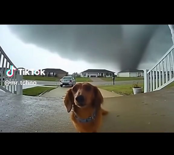 Dog Dances to Hard Techno in Rave Bedroom