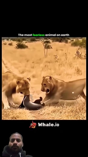 Honey badger, #shorts #shortsfeed #shortsviral #animals #youtubeshorts #wildlife #animallife #tiger