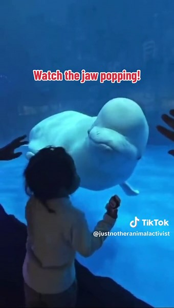 Understanding Aggressive Behavior in Beluga Whales