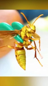 36K views · 162 reactions | Executioner Wasp | The Stinging Nightmare #knowledge #animalfacts #documentary #foryou | Nature Lens | Facebook
