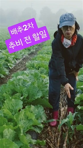 김장배추2차 추비전할일 배추2차추비시기 90일배추 괴산절임배추 청정괴산 #shorts
