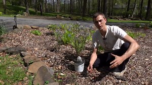 Amsonia - excellent native perennial - how to grow & care - blue star plant