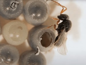 Biocontrol: Natural enemies of key pests of hazelnuts in Oregon