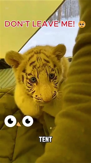 Shocking! A Baby White Tiger Crashed Into My Tent to Hide from a Wolf!😱🐅❤️ #shorts