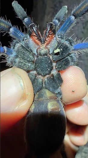 Amazing Blue Vietnam Spider