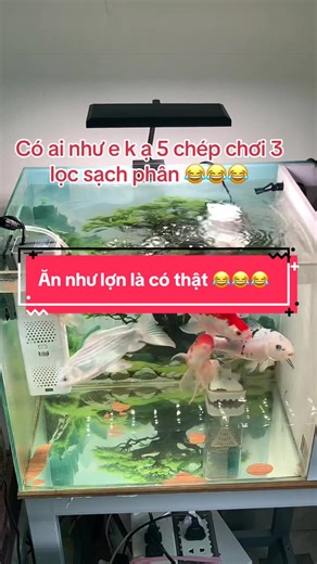 Video của BỂ CÁ THUỶ SINH PHỤ KIỆN (@phamductri_1990) với bản nhạc Love Collection（剪辑版） - VZEUS