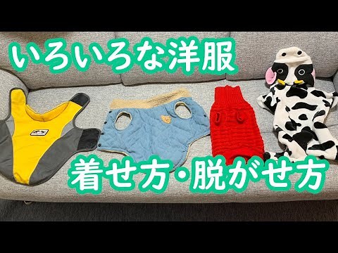 犬の洋服の着せ方・脱がせ方