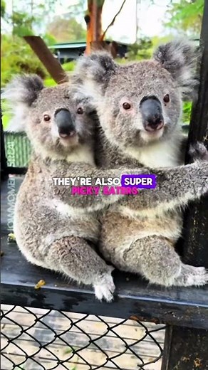 🐨Amazing Koala Fun Facts You Didn’t Know! 🌿