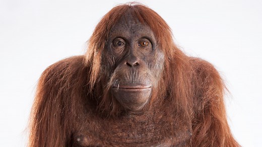 Spy in the Wild | Episode 1 | Love