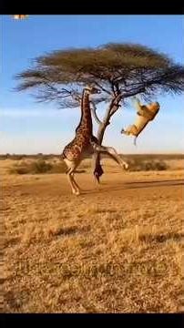 Janwaro Ka Aisa Pagalpan! 😱 Sher Bhi Hairan Ho Gaya 😂 #funnyanimals #animalcomedy #virelshorts