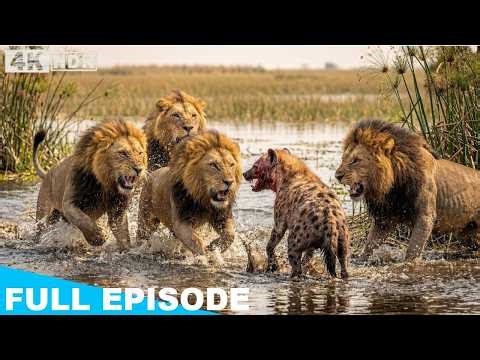 Four Male Lions vs. a Lone Hyena — The Ending Is Not What You Think | WILDLIFE DOCUMENTARY