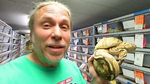 67K views · 3.6K reactions | New **Pumpkin** Ball python gene! I...
