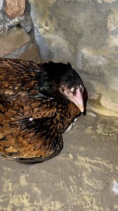 818K views · 10K reactions | #chicks #guineafowl #hatchingchicks #eggs #chicken #viralreel #trending #minizoo | Ch Shani Vlogs | Facebook