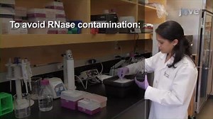 In vitro Transcription and Capping of Gaussia Luciferase mRNA Followed by HeLa Cell Transfection