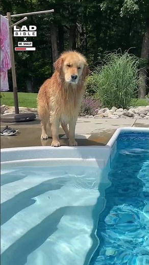 Golden didn't wanna 'retrieve' 🤣 (🎥: BViral)